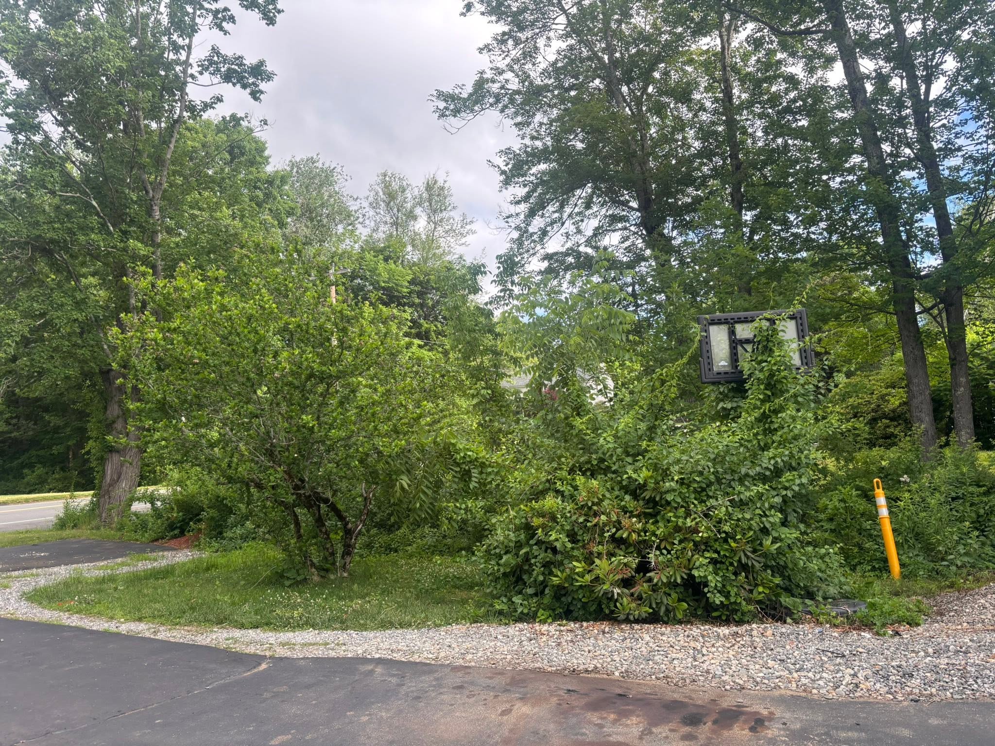 Large shrubs before mini excavator removal — Spencer, MA
